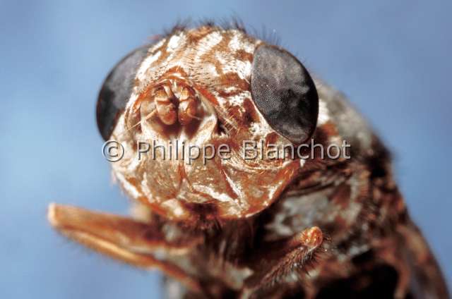 pharyngomyia picta.JPG - Pharyngomyia picta (Portrait)Mouche parasite des CervidésBot flyDiptera, OestridaeEspagne